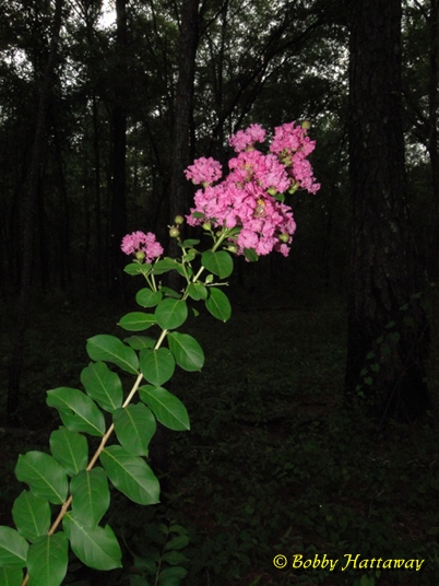 {Lagerstroemia indica}